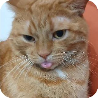 Стикер Тигры - 10