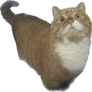 Sticker Tihon and Ke$h @TgEmodziBot - 1