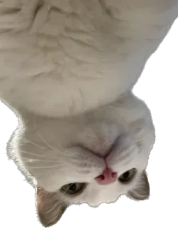 Sticker Tihon and Ke$h @TgEmodziBot - 0