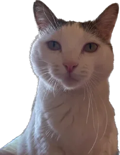 Sticker Tihon and Ke$h @TgEmodziBot - 5