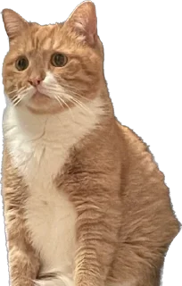 Sticker Tihon and Ke$h @TgEmodziBot - 9