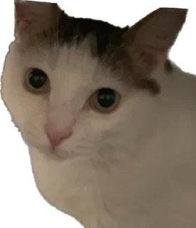 Sticker Tihon and Ke$h @TgEmodziBot - 6