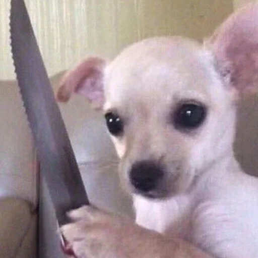 Тынб - животное