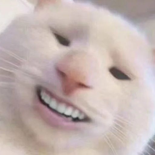 млекопитающее животное кошки малого и среднего размера