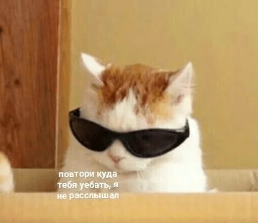 кошка солнечные очки кошки малого и среднего размера