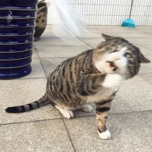 животное кошка кошачьи