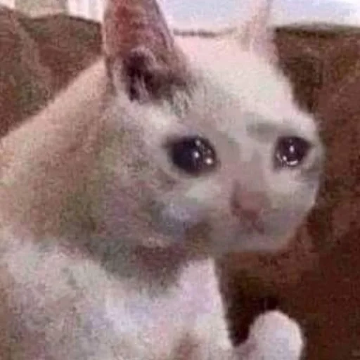 млекопитающее животное кошка