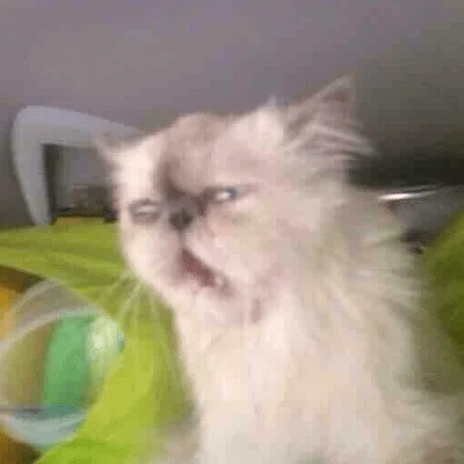 кошка кошки малого и среднего размера комнатный