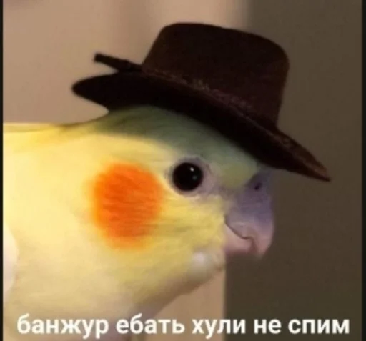 птица клюв животное