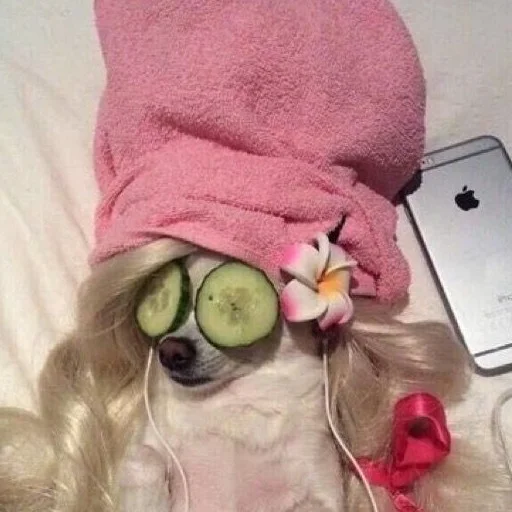 комнатный мобильный телефон мобильный телефон