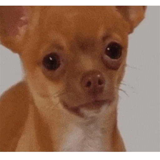 Стикер TikhonPack - 3