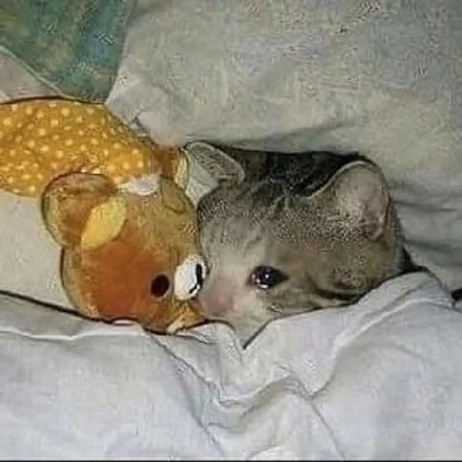 Стикер TillsDoeksVodka_by_fStikBot - 1