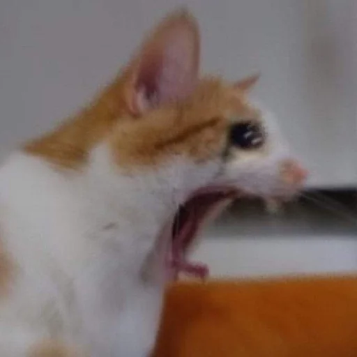 Sticker амина, хуй соси :: @fStikBot - 4