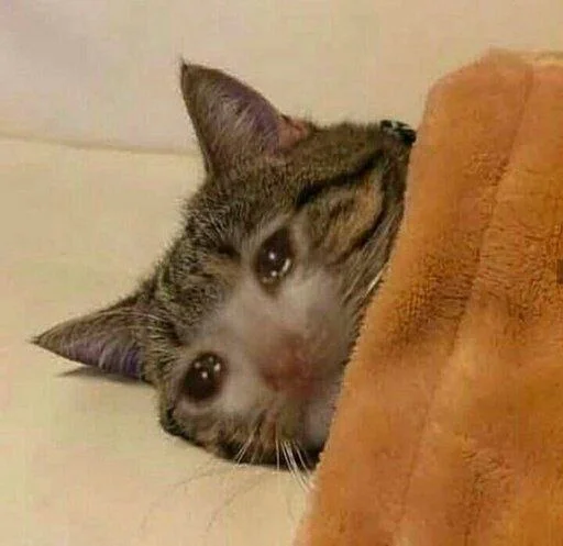 Sticker амина, хуй соси :: @fStikBot - 2