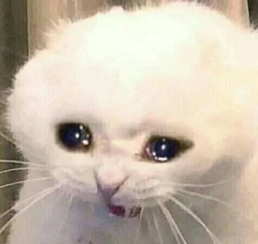 Sticker амина, хуй соси :: @fStikBot - 1