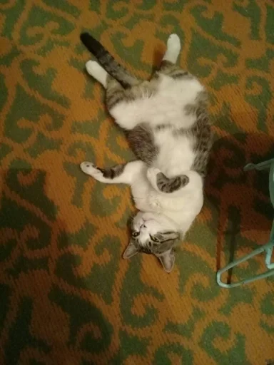 Тимошка by @fStikBot - 