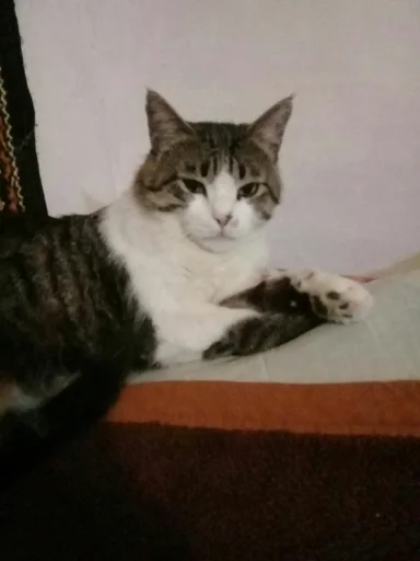 Sticker Тимошка by @fStikBot - 11