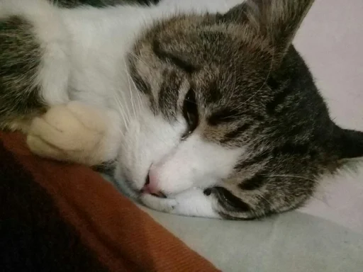 Sticker Тимошка by @fStikBot - 7