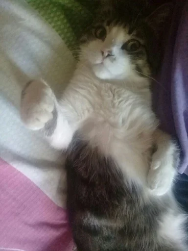 Sticker Тимошка by @fStikBot - 6