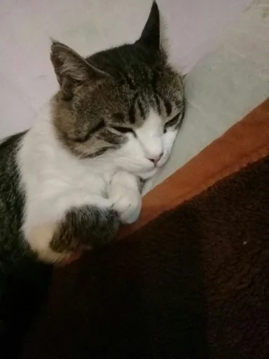 Sticker Тимошка by @fStikBot - 5