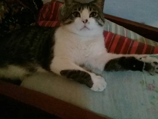 Sticker Тимошка by @fStikBot - 4