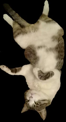 Sticker Тимошка by @fStikBot - 2