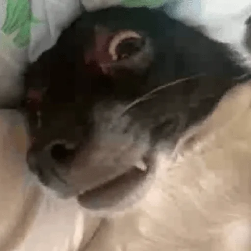 Стикер Timidi_Kopchik - 6