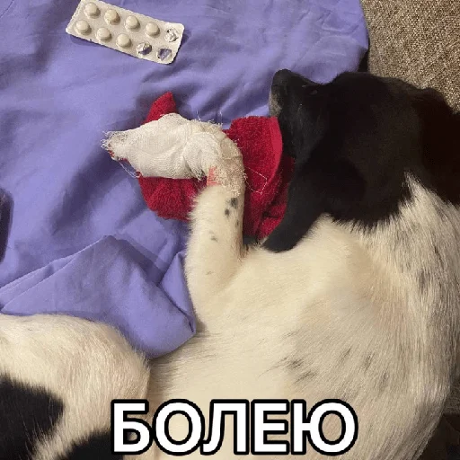 Стикер Timidi_Kopchik - 5