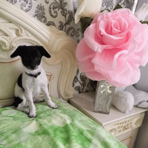 Стикер Timidi_Kopchik - 4