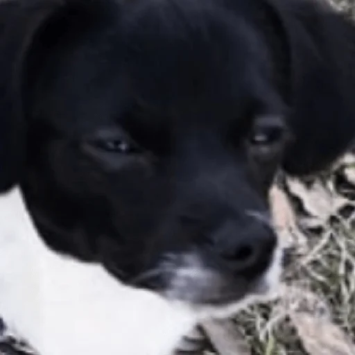 Стикер Timidi_Kopchik - 3