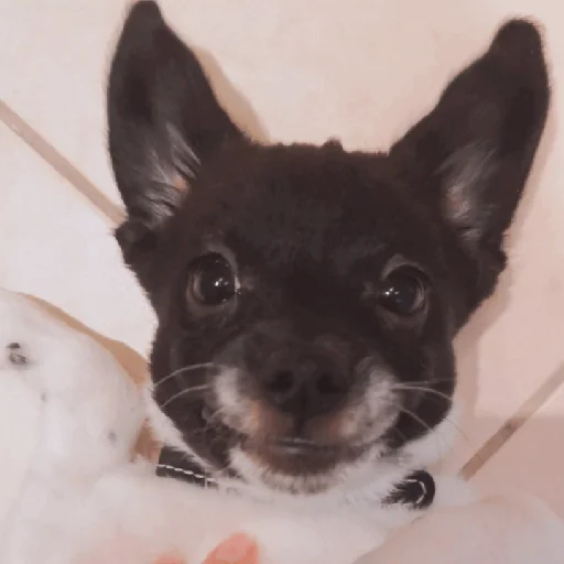 Стикер Timidi_Kopchik - 1