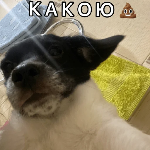 Стикер Timidi_Kopchik - 0