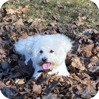 Стикер Тимка - 11