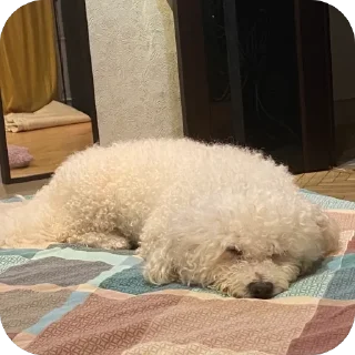 Стикер Тимка - 8