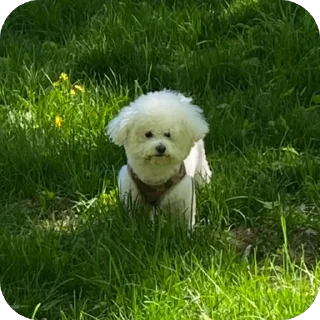 Стикер Тимка - 10