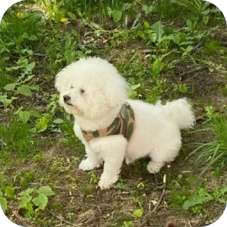 Стикер Тимка - 3