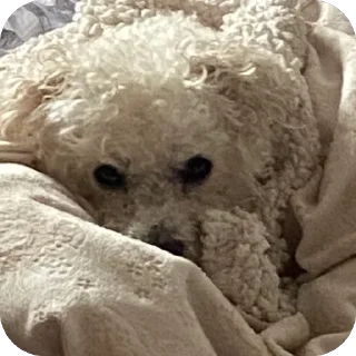 Стикер Тимка - 9