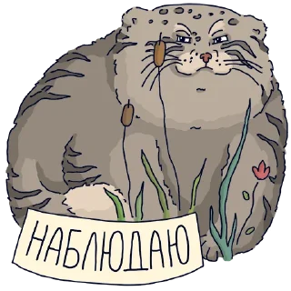 Стикер Манул Тимофей от @mnews_ru - 1