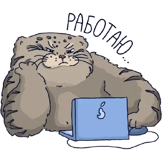 Стикер Манул Тимофей от @mnews_ru - 6