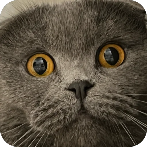 Тимон и Пумба ❤️ - 