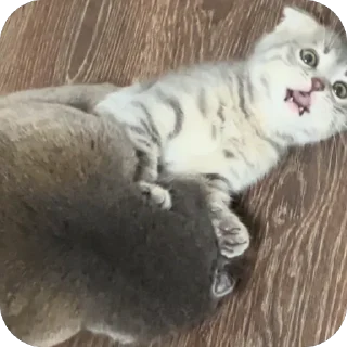 Sticker Тимон и Пумба ❤️ - 1