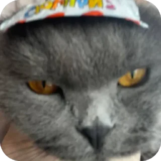 Sticker Тимон и Пумба ❤️ - 4