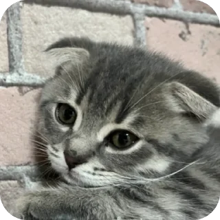 Sticker Тимон и Пумба ❤️ - 10