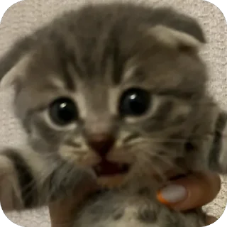 Sticker Тимон и Пумба ❤️ - 6