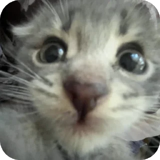 Sticker Тимон и Пумба ❤️ - 2