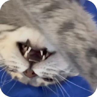 Sticker Тимон и Пумба ❤️ - 9