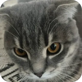 Sticker Тимон и Пумба ❤️ - 8