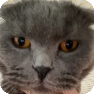 Sticker Тимон и Пумба ❤️ - 11