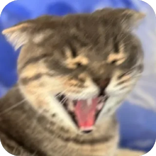 Sticker Тимон и Пумба ❤️ - 3