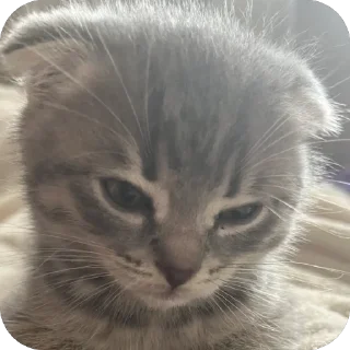 Sticker Тимон и Пумба ❤️ - 7